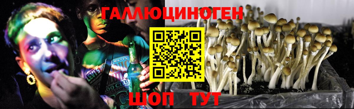 Братск  Псилоцибиновые грибы мицелий  Псилоцибиновые грибы мухоморы  Вход с VPN 