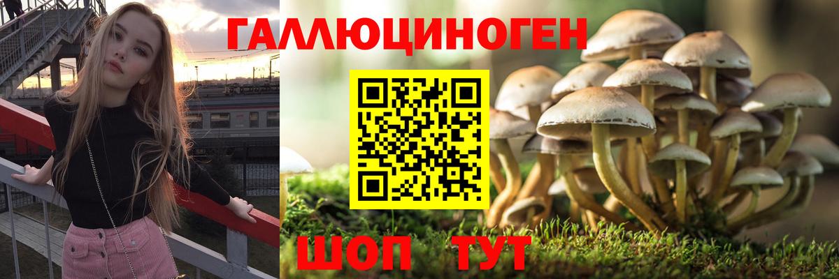 Псилоцибиновые грибы Cubensis Братск